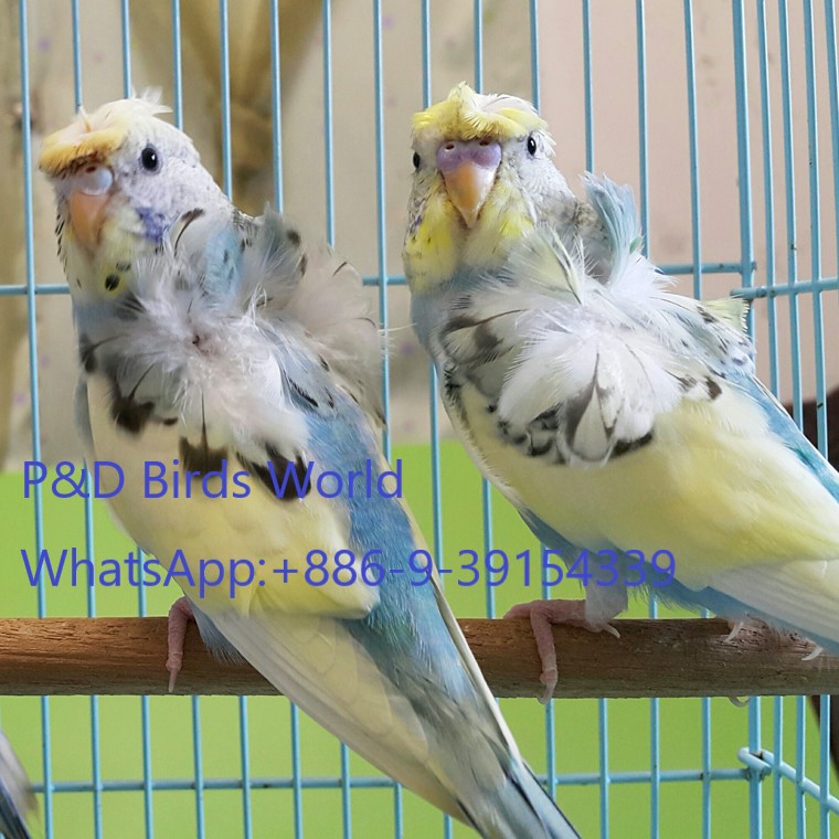 Hagomoro Budgerigars